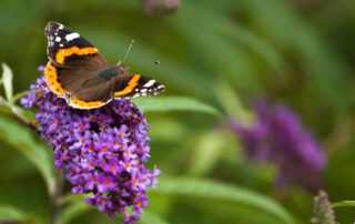 red admiral butterfly